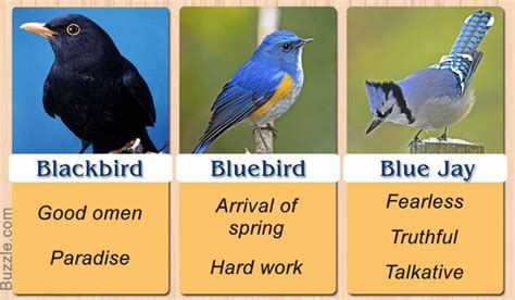 Pretty Enthralling: Bird Symbolism and Their Meanings - Mysticurious | Blue bird, Bird meaning ...