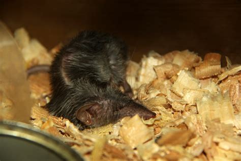 Asian house shrew (Suncus murinus) - ZooChat