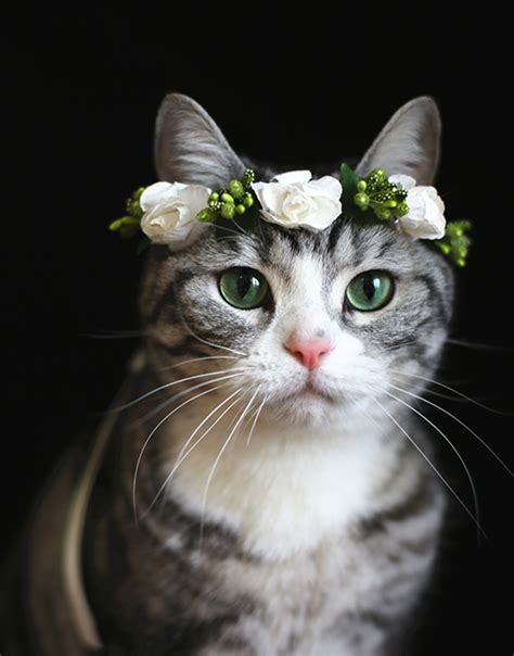 Cat Flower Crown - White Rose - SUDDENLY CAT | Cats, Beautiful cats, Pretty cats