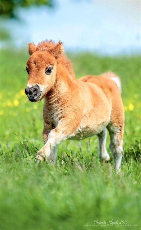 Baby horse | Cute baby horses, Baby horses, Cute ponies