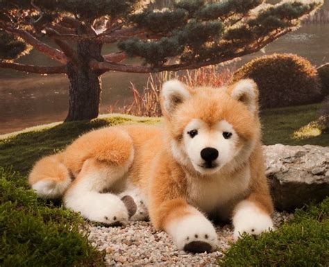 124 best hachi images on Pinterest | Akita dog, Dog stories and Pets