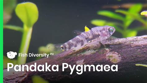 One of the Smallest Fish in the World - Dwarf Pygmy Goby (Pandaka Pygmaea) | Planted Tank - YouTube