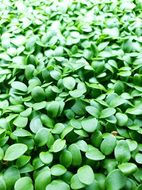 Clover Microgreen - Green Farm