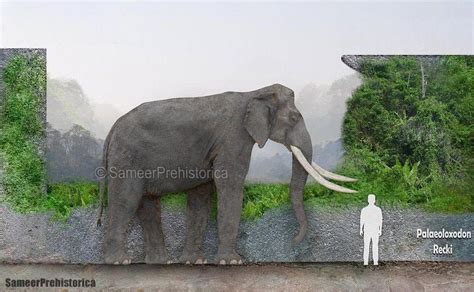 Palaeoloxodon Recki Size by SameerPrehistorica on DeviantArt