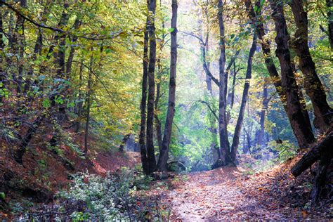 Dilijan National Park in Armenia | Wildlife Worldwide