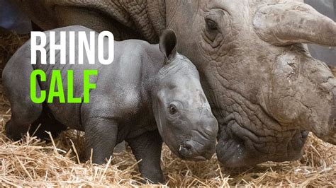 First Images Of Rare Southern White Baby Rhino Born At Knowsley Safari - YouTube