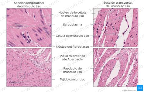 Velocidad supersónica Comedia de enredo labio musculo liso microscopio optico léxico Monarca sutil