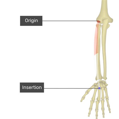 Extensor Carpi Radialis Brevis Muscle | GetBodySmart