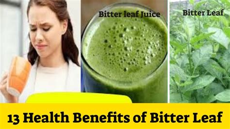 13 Health Benefits of Bitter Leaf You May Not Know Home Remedy Plus - YouTube