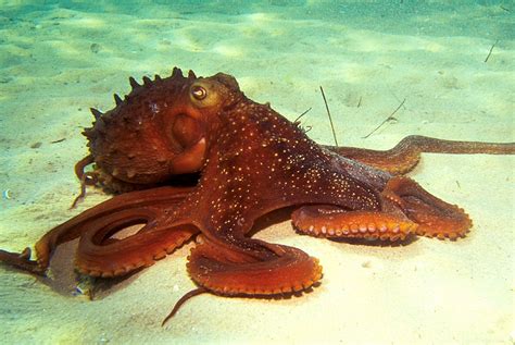 THE GRANDMA'S LOGBOOK ---: THE MEDITERRANEAN SEA: CULTURE & BIODIVERSITY