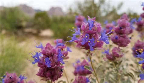 Plants & Wildlife | Red Rock Canyon Las Vegas