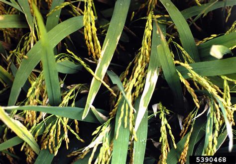 bacterial leaf blight of rice (Xanthomonas oryzae pv. oryzae (ex ...