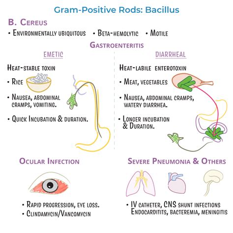 Immunology / Microbiology Glossary: Bacillus cereus - Infection | ditki medical & biological ...