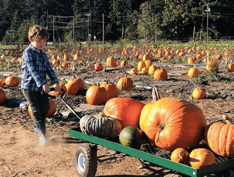 Celebrate Fall at these Kitsap Pumpkin Patches - Windermere Silverdale