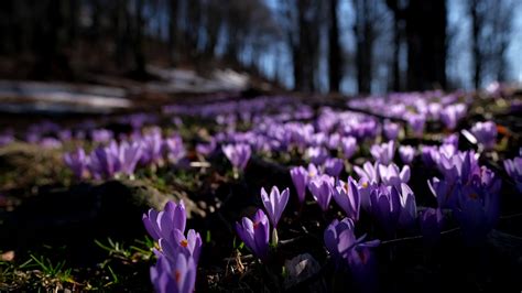 Spring flowers in the forest. Early spring on the mountain forest ...