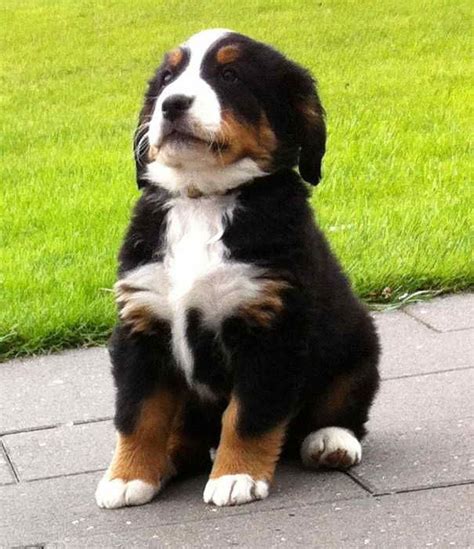 69+ German Bernese Mountain Dog Photo - Bleumoonproductions