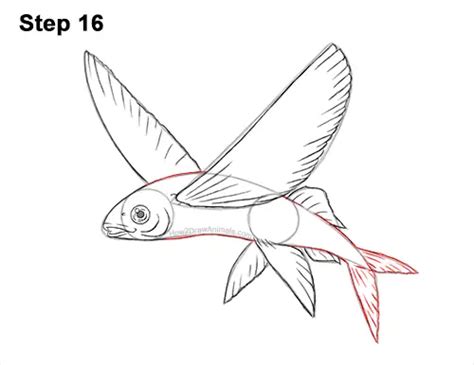 How to Draw a Flying Fish || VIDEO & Step-by-Step Pictures