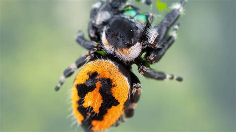 Phidippus Audax Male vs Female: What are Differences?