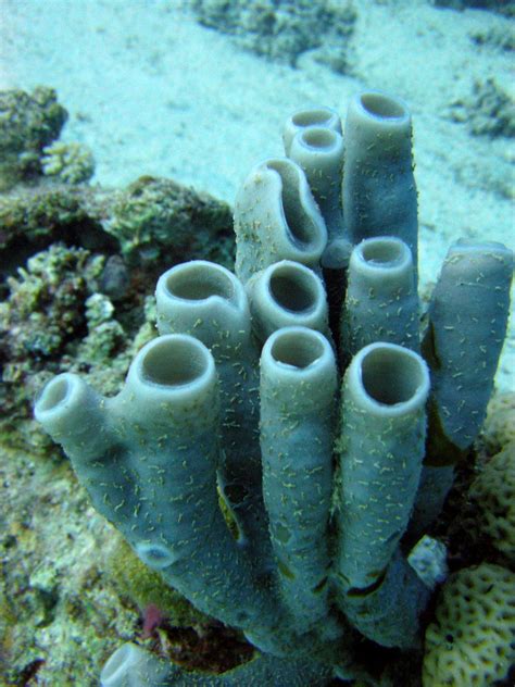 Tube sponges on coral reef | Matt Kieffer | Flickr