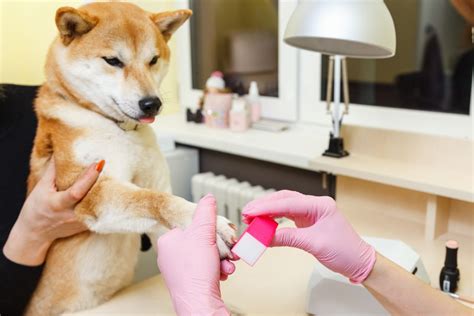 What is the Best Brush for Shiba Inus? [3 Reviews] - Groomers' Land