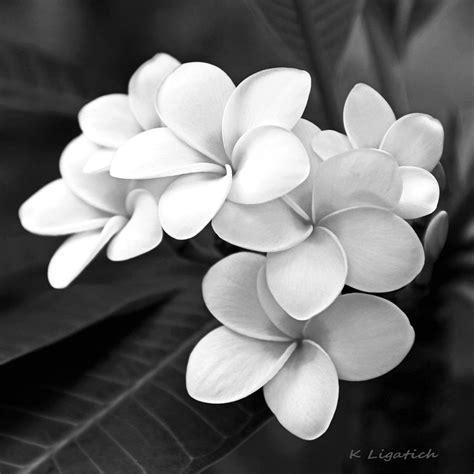 Plumeria - Black and White Photograph by Kerri Ligatich - Pixels