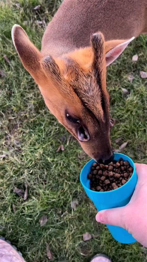 Muntjac deer have noticeable “holes” on their faces. These “holes” aren't actually holes. They ...