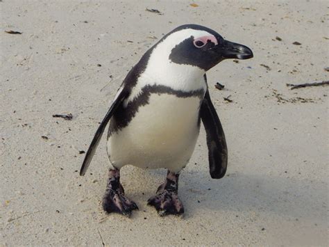 Injured African penguin rehabilitated and released - Africa Geographic