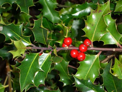 Diseases Of Holly Bushes: Pests And Diseases Damaging Holly Bushes ...