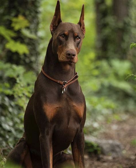 Doberman: ¿Cuál es la historia que hay detrás? - Wow Mascota