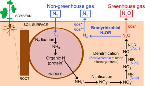 Frontiers | Nitrogen Cycling in Soybean Rhizosphere: Sources and Sinks ...