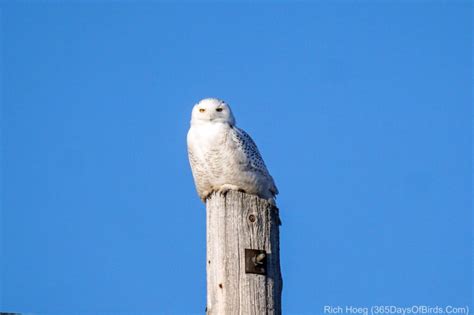 Snowy Owl Success - 365 Days of Birds