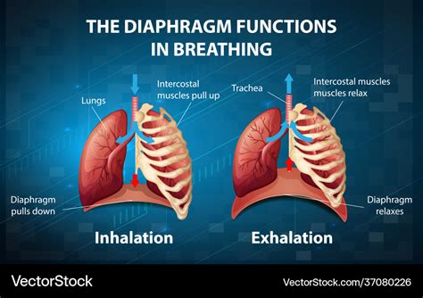 Diaphragm functions in breathing Royalty Free Vector Image