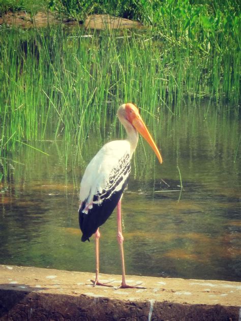 Wild Heart of Yala National Park, 2 Day Tour - Rickshaw Travel | National parks, Day tours, Yala