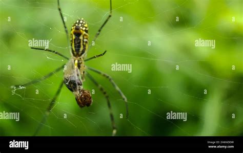 spider eating prey on the spider web Stock Photo - Alamy