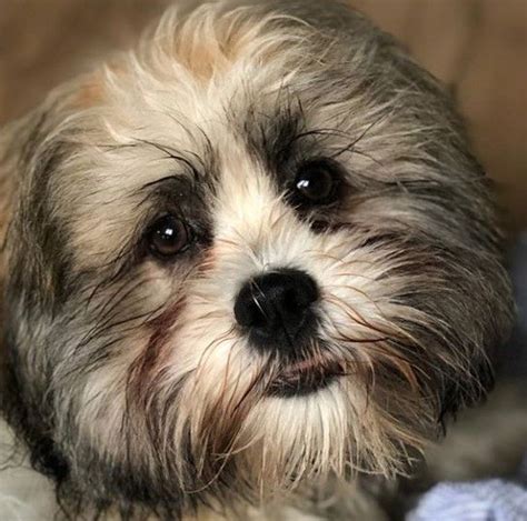 25 Lhasa Apso Mix Breeds – The Popular and Adorable Hybrid Dogs | Hybrid dogs, Mixed breed dogs ...