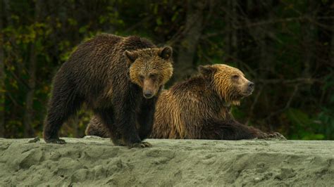 Grizzly Bear Cubs Playing