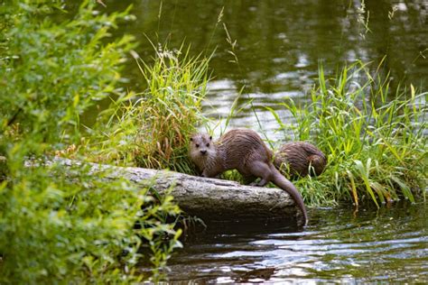 Native Wildlife in (Western) North Carolina: Mammals, Birds & Fish ...