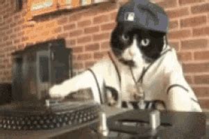 Cat Dj GIF - Cat Dj DjCat - Discover & Share GIFs