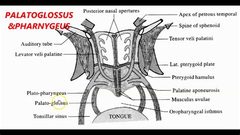 13.Soft Palate Anatomy -Muscles,Functions,Nerve supply & Blood supply ...