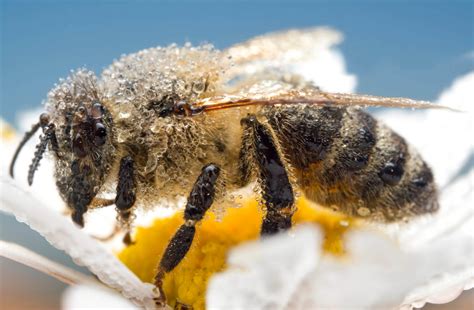 European honey bee, Apis mellifera - Artur Rydzewski nature photography