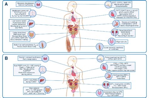 Impact of intra-abdominal pressure on end-organ function. PANEL A... | Download Scientific Diagram