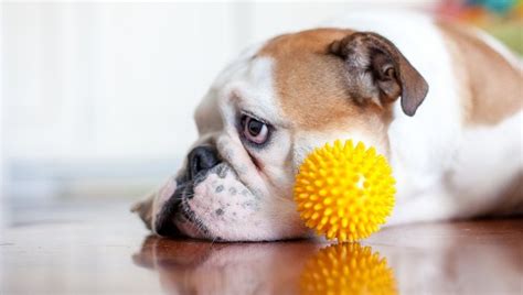 Enlarged Prostate In Dogs: Symptoms, Causes, & Treatments - DogTime