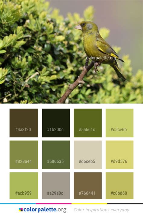 Bird Fauna Finch Color Palette | colorpalette.org