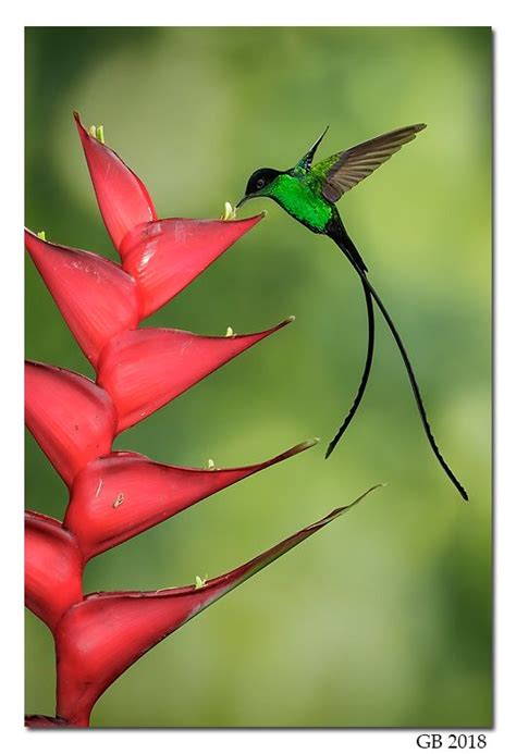 BLACK-BILLED STREAMERTAIL | Hummingbird pictures, Hummingbirds ...