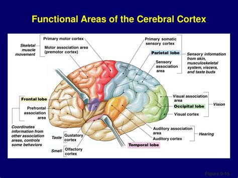 PPT - Neurophysiology PowerPoint Presentation - ID:168209