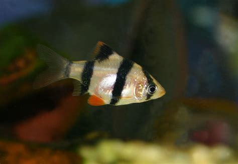 Tiger Barb Care Guide (Diet, Tank & Breeding) | Fishkeeping Advice