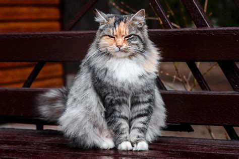 Siberian cat size comparison—how big are they?