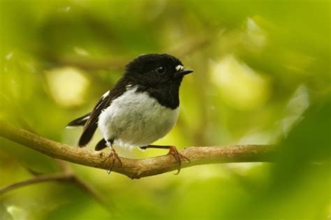 8 Tomtit Facts - Endemic Forest Bird - New Zealand Nature Guy