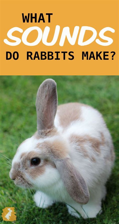 Rabbit Sounds: What are they trying to tell you? | Rabbit sounds, Pet ...