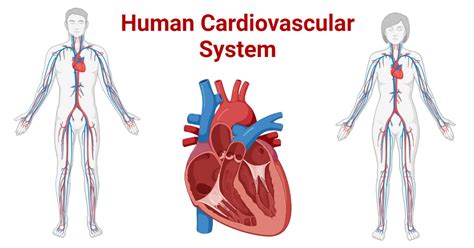 Human Cardiovascular System- Organs, Functions, Diseases